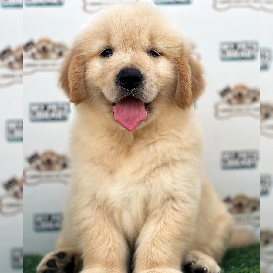 Golden Retriever Puppy (Male) For Sale