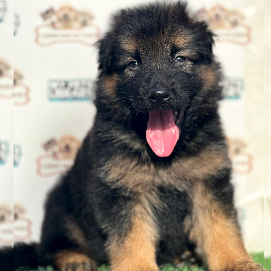 German Shepherd Puppy (Female) For Sale