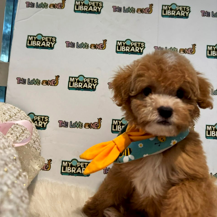 Maltipoo Puppy (Male) For Sale