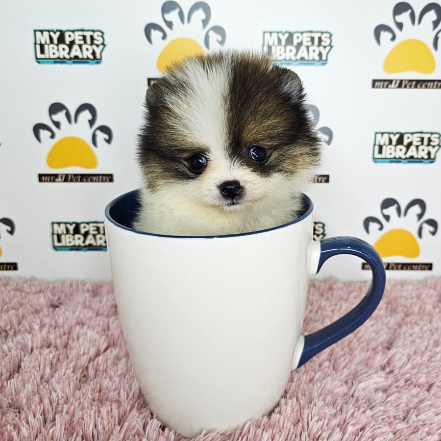 Teacup Pomeranian Puppy (Female) For Sale