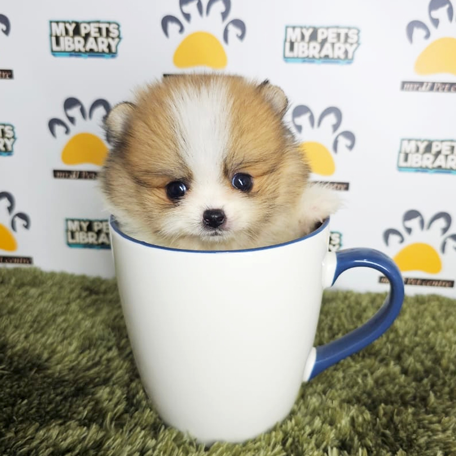 Teacup Pomeranian Puppy (Male) For Sale