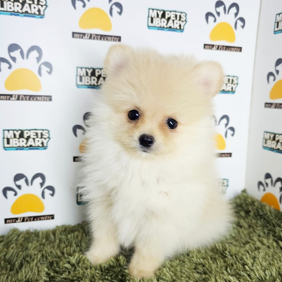 Tiny Pomeranian Puppy (Male) For Sale