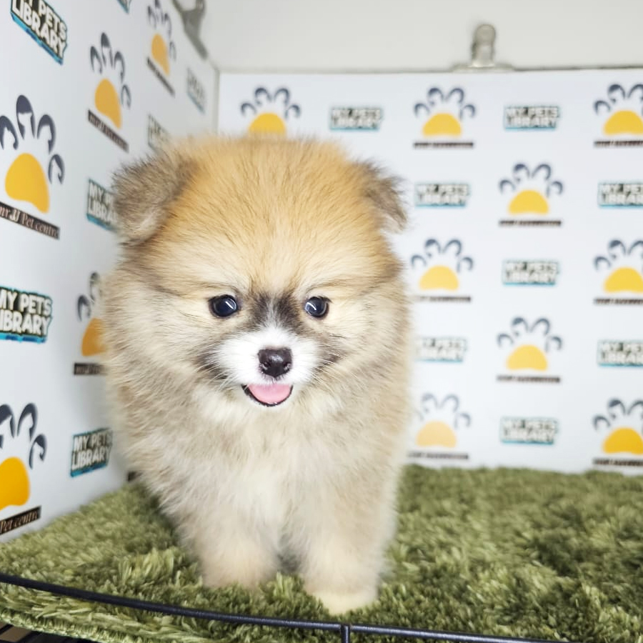 Tiny Pomeranian Puppy (Male) For Sale