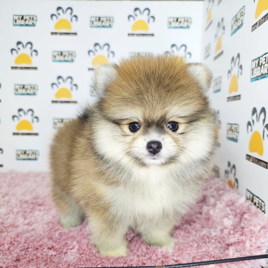 Tiny Pomeranian Puppy (Female) For Sale