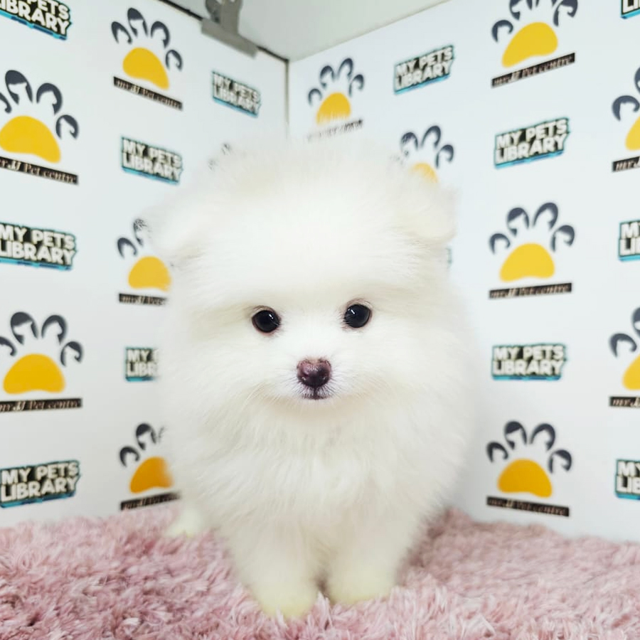 Tiny Pomeranian Puppy (Female) For Sale