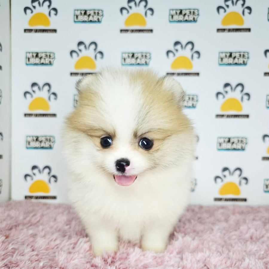 Tiny Pomeranian Puppy (Female) For Sale