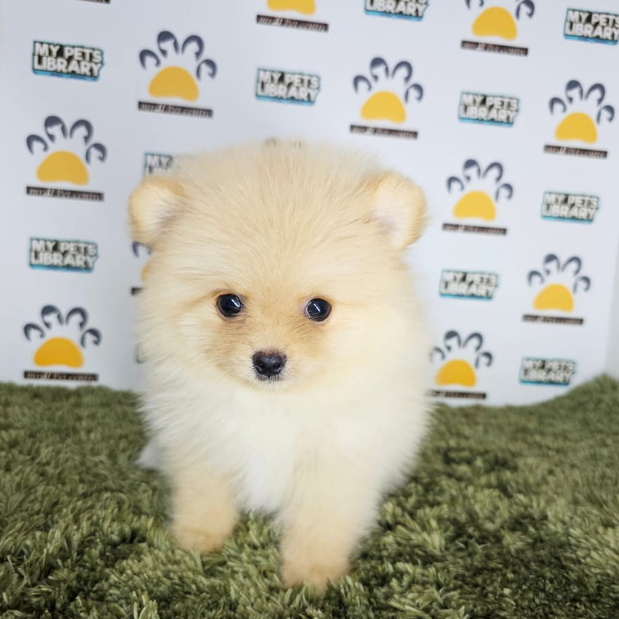 Tiny Pomeranian Puppy (Male) For Sale