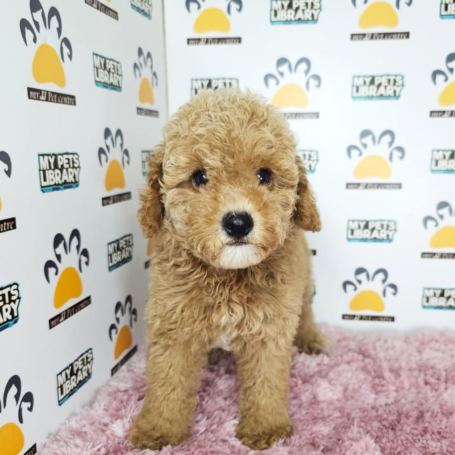 Toy Poodle Puppy (Female) For Sale