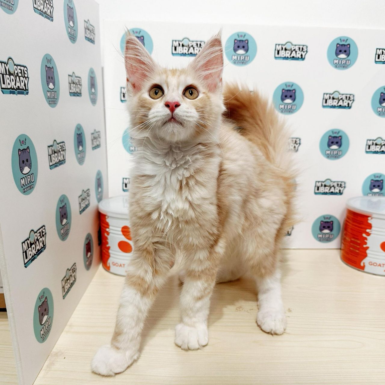 Maine Coon Kitten (Male) For Sale