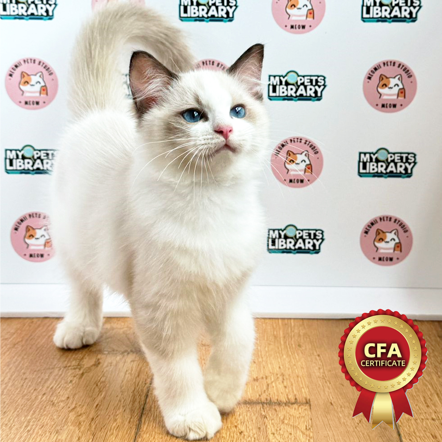 CFA Ragdoll Kitten (Male) For Sale