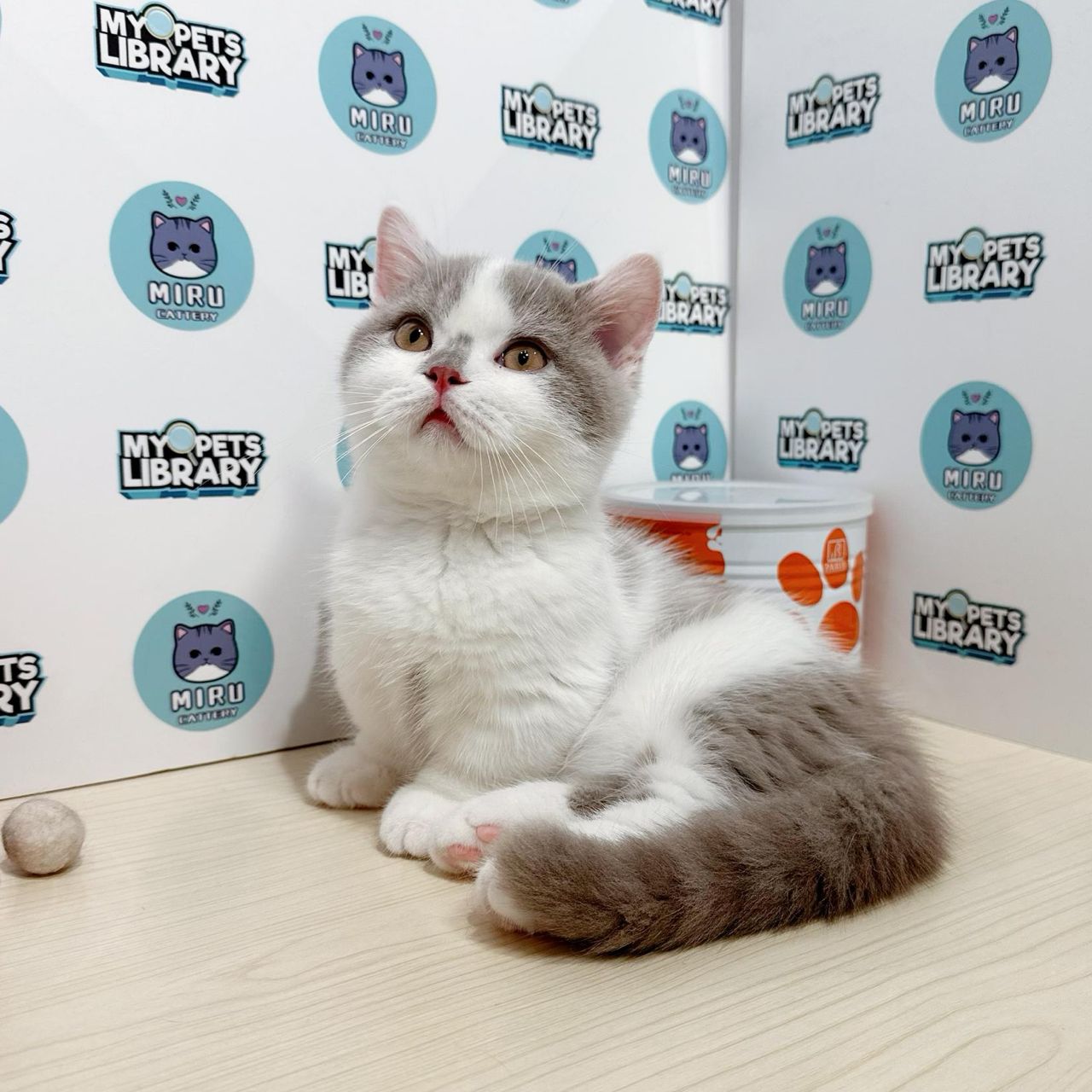 Super Short Munchkin British Shorthair Kitten (Male) For Sale