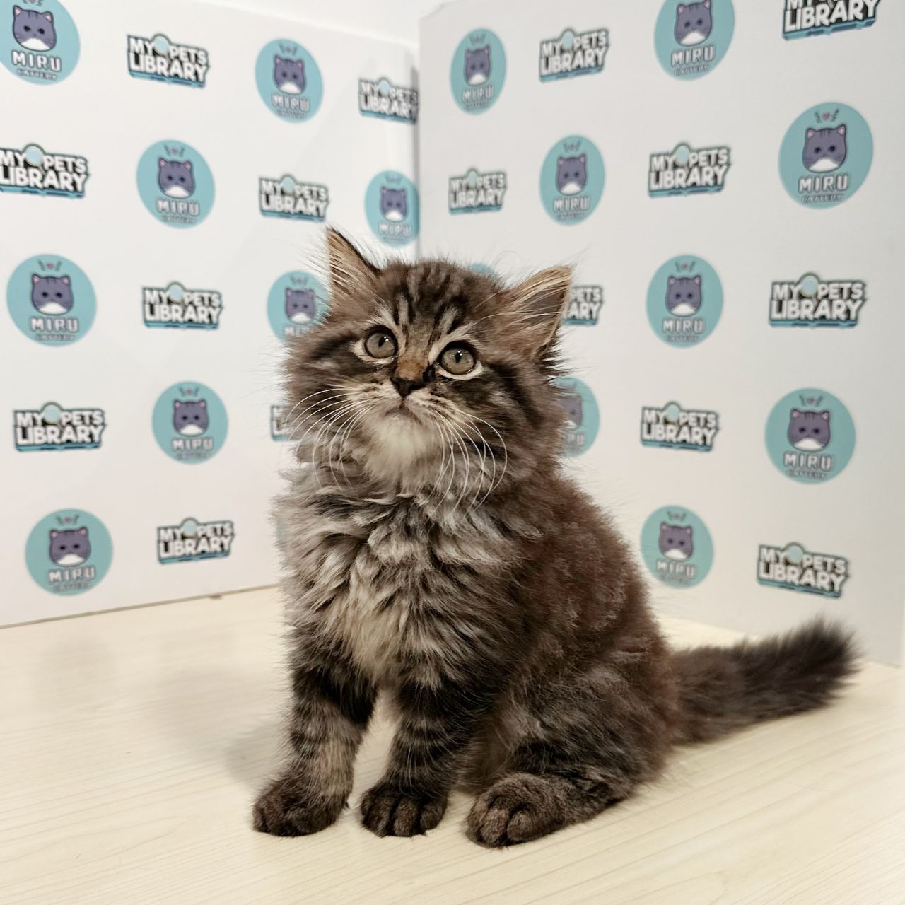 Minuet Napoleon Kitten (Male) For Sale