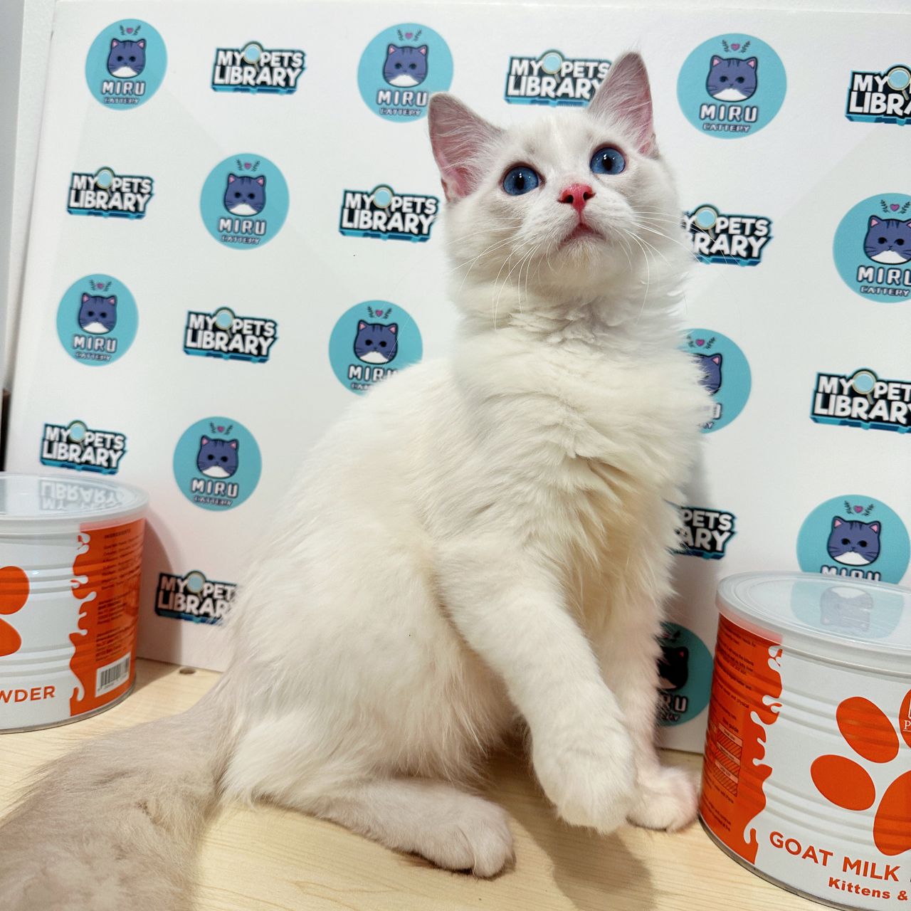 Ragdoll Kitten (Male) For Sale