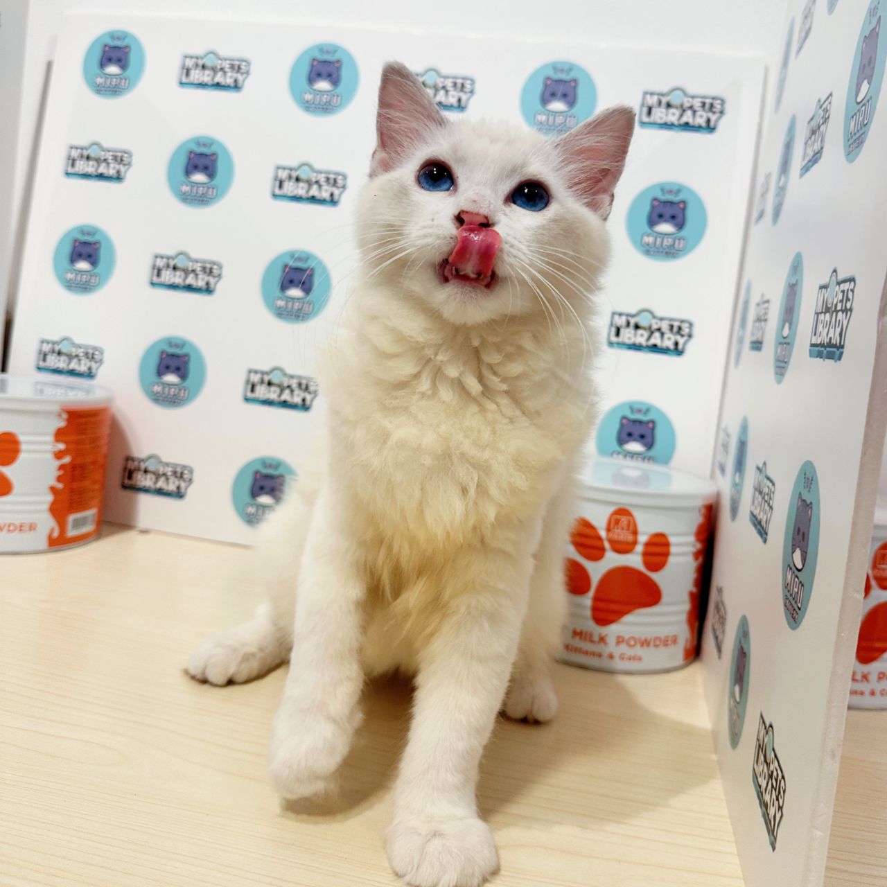 Ragdoll Kitten (Female) For Sale