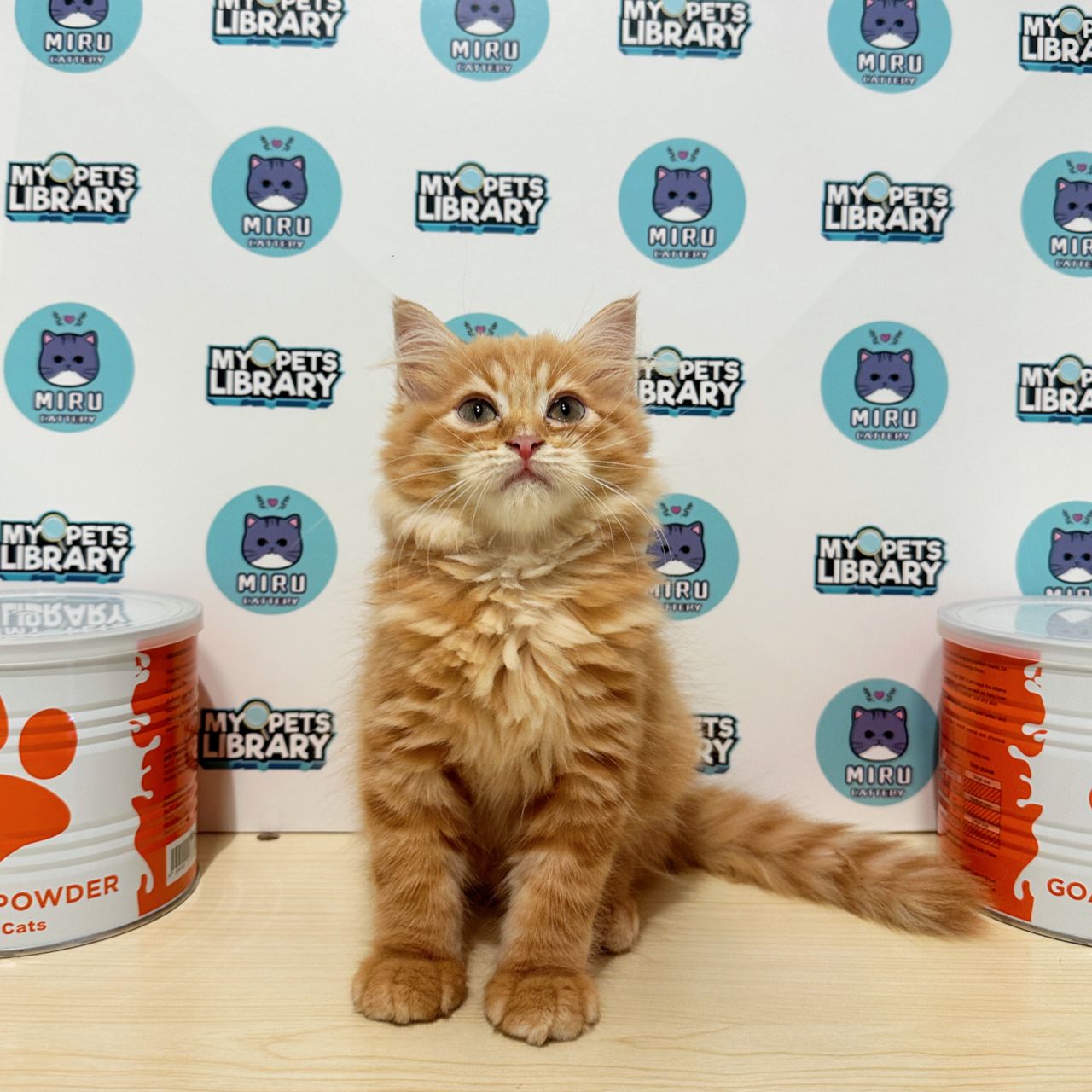 Scottishstraight Kitten (Male) For Sale