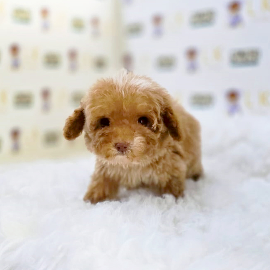 Tiny Poodle Puppy (Female) For Sale