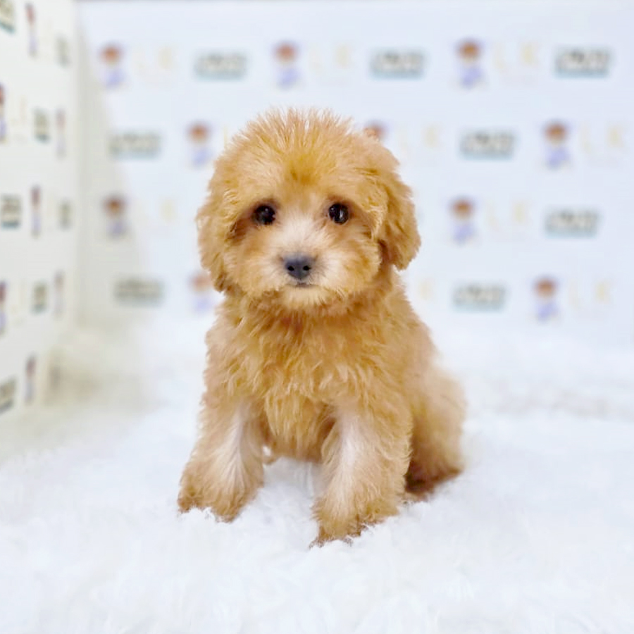 Maltipoo Puppy (Female) For Sale