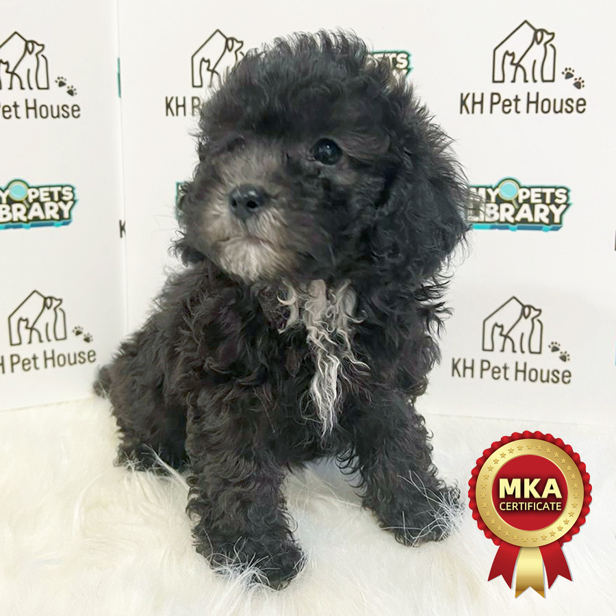 MKA Toy Poodle Puppy (Male) For Sale