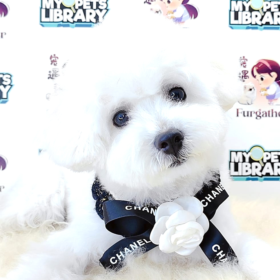 Bichon Puppy (Female) For Sale