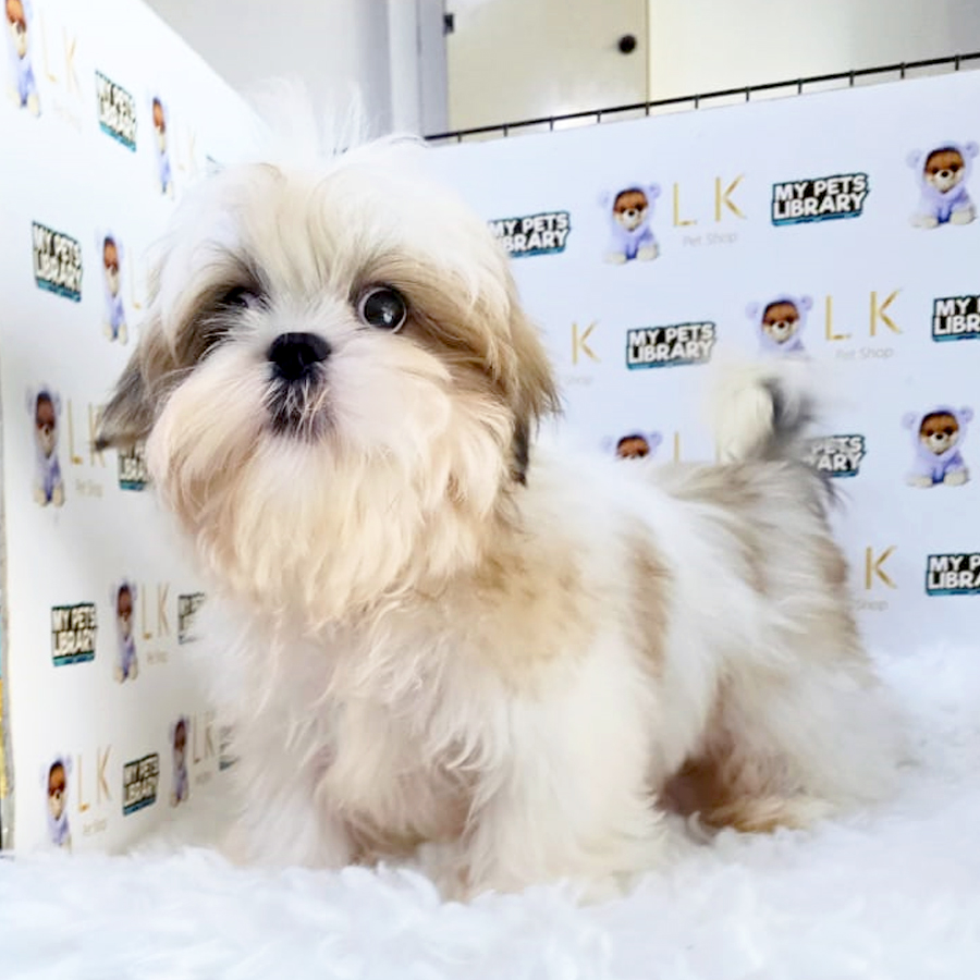 Shih Tzu Puppy (Male) For Sale