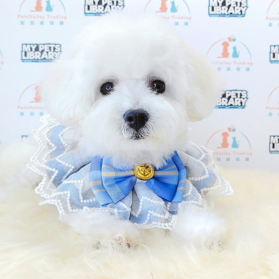 Maltipoo Puppy (Female) For Sale