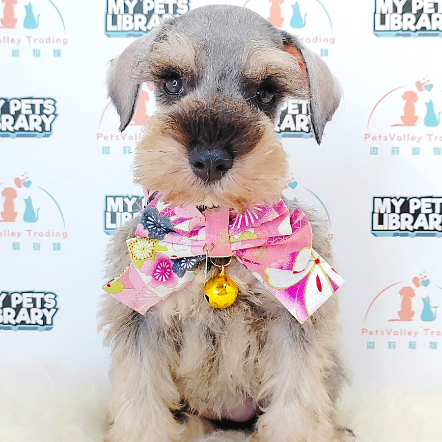 Schnauzer Puppy (Male) For Sale
