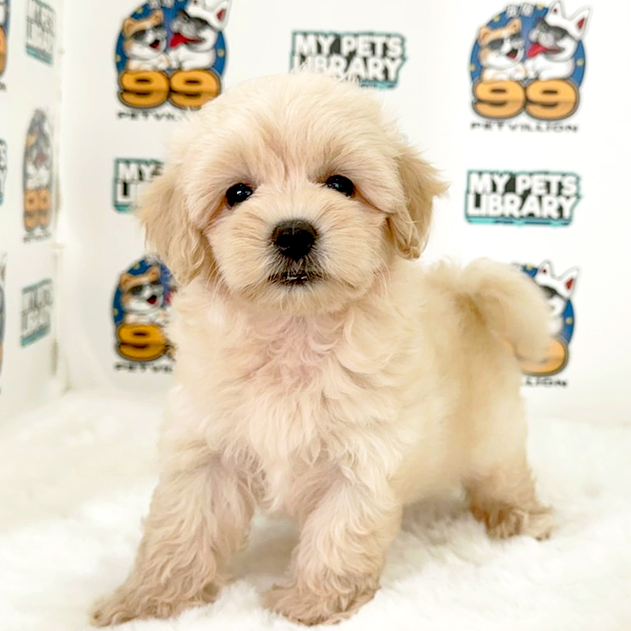 Maltipoo Puppy (Male) For Sale