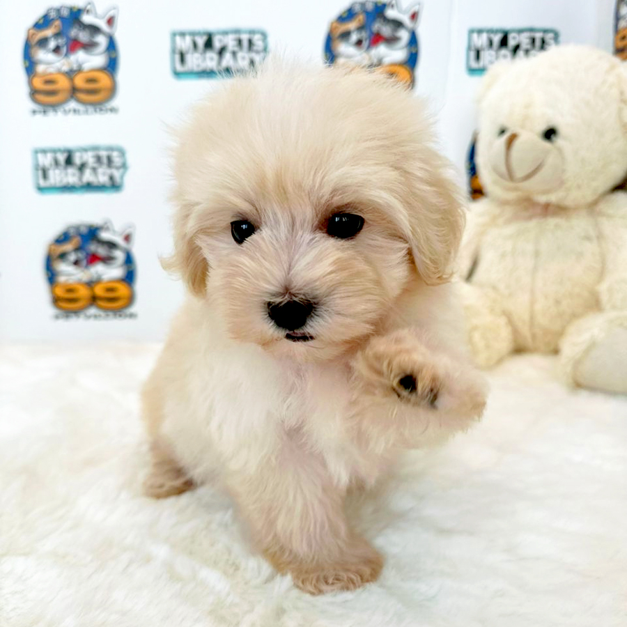 Maltipoo Puppy (Male) For Sale