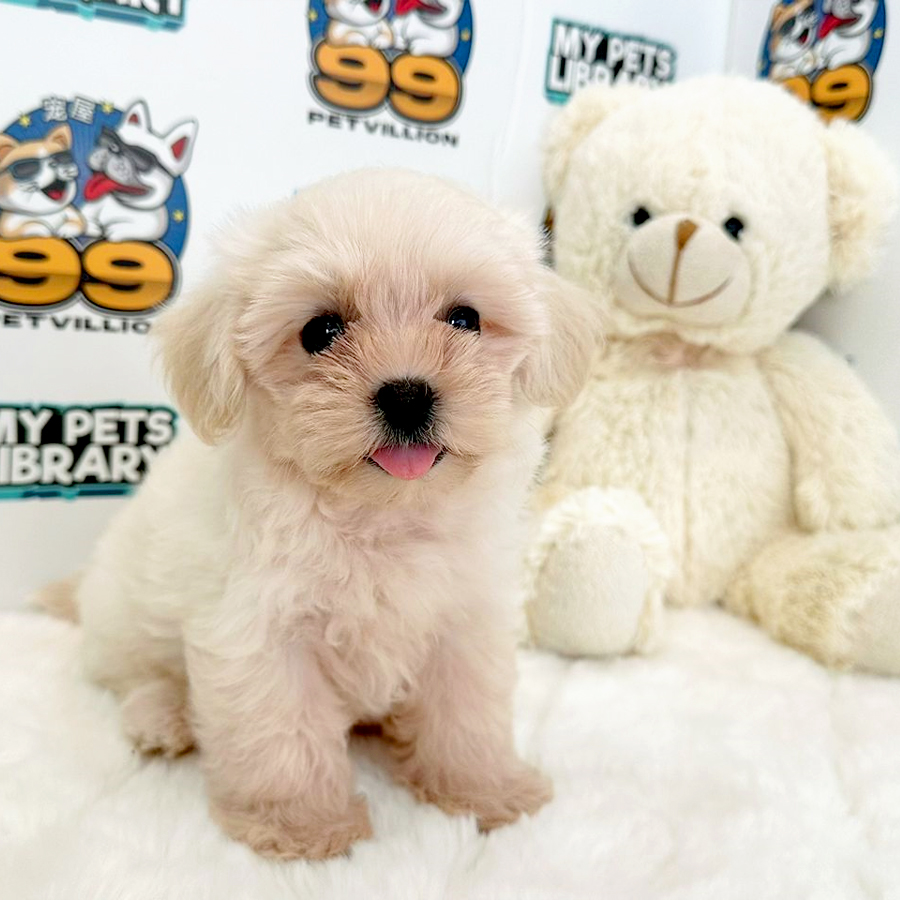 Maltipoo Puppy (Female) For Sale