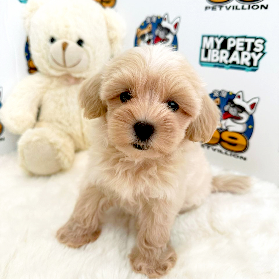 Maltipoo Puppy (Female) For Sale