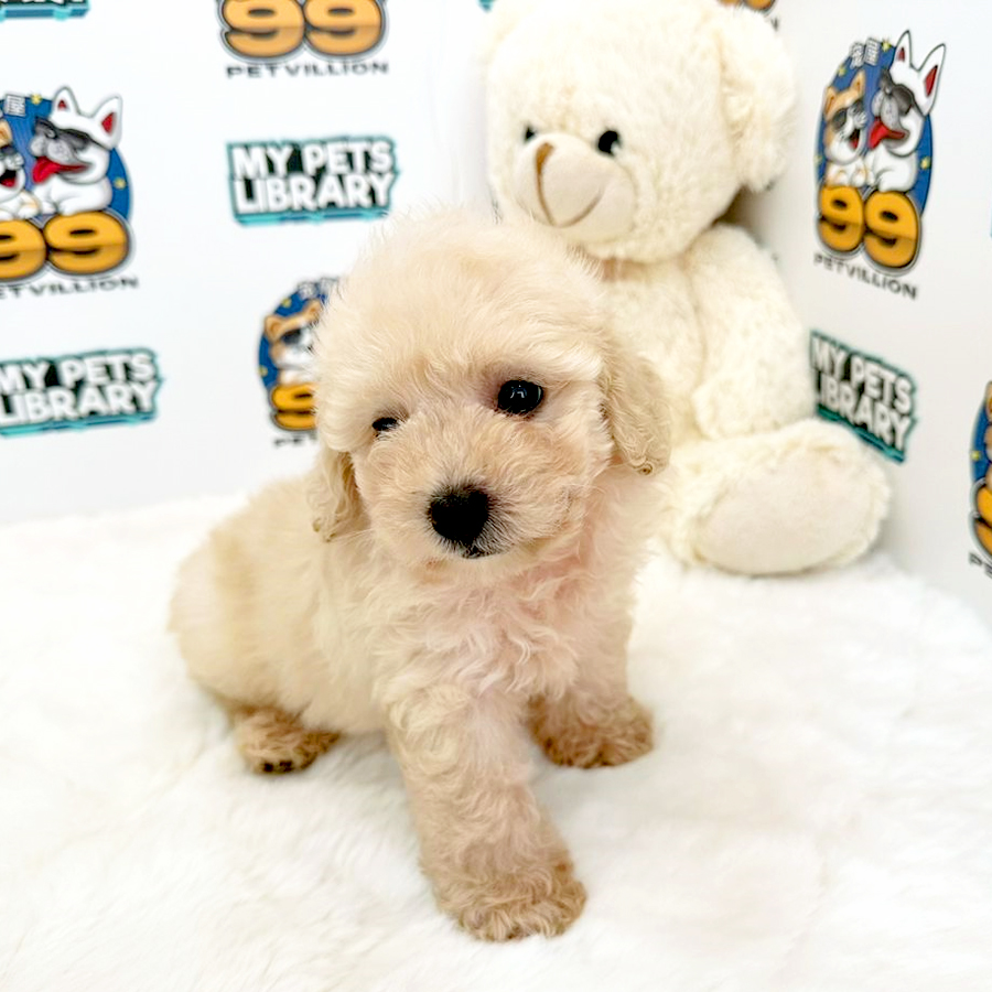 Toy Poodle Puppy (Male) For Sale