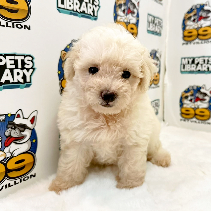 Poochon Puppy (Female) For Sale