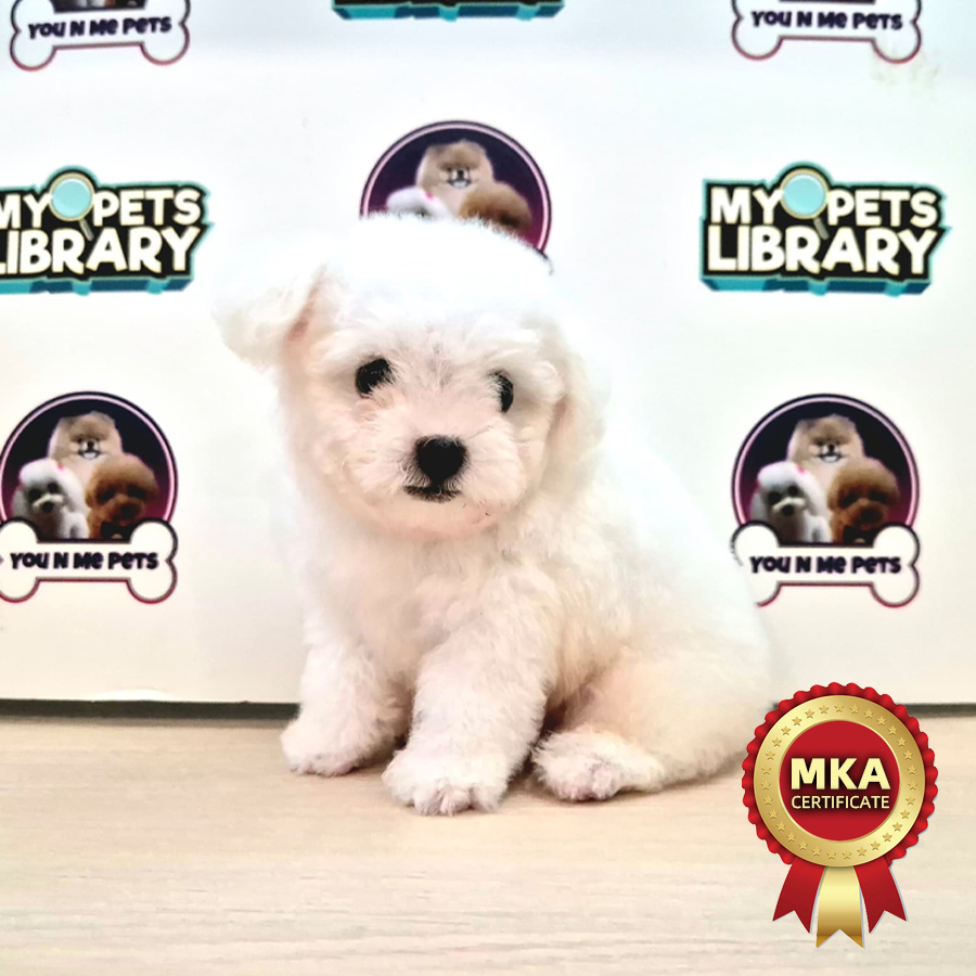 MKA Tiny Poodle Puppy (Female) For Sale