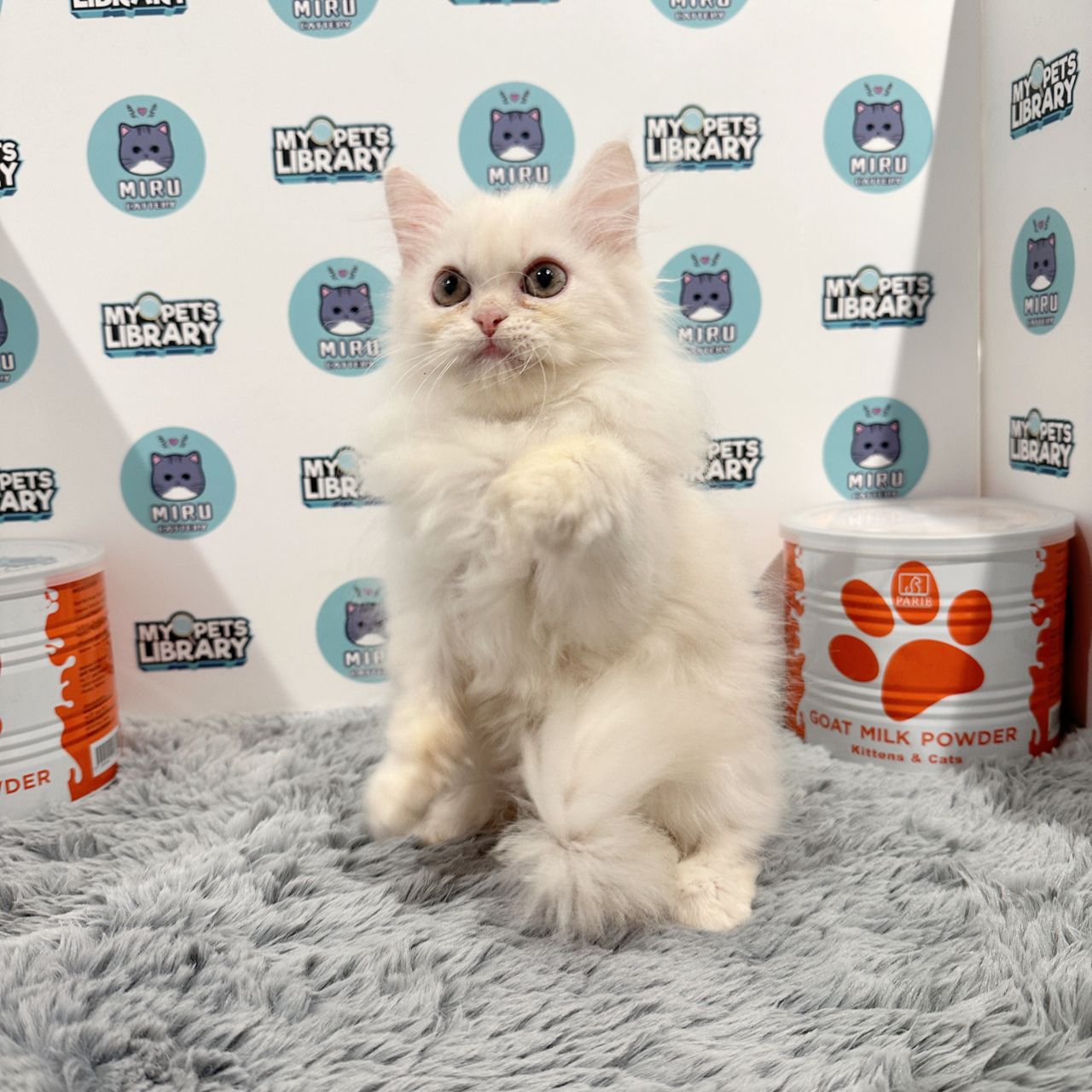 Munchkin Longhair Kitten (Male) For Sale
