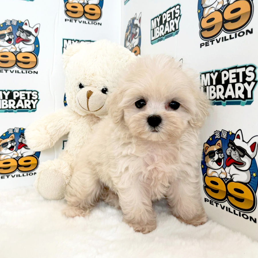 Tiny Maltese Puppy (Female) For Sale