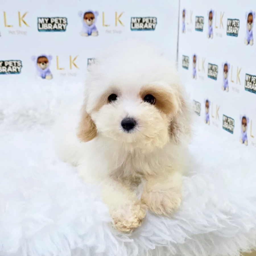 Maltipoo Puppy (Male) For Sale