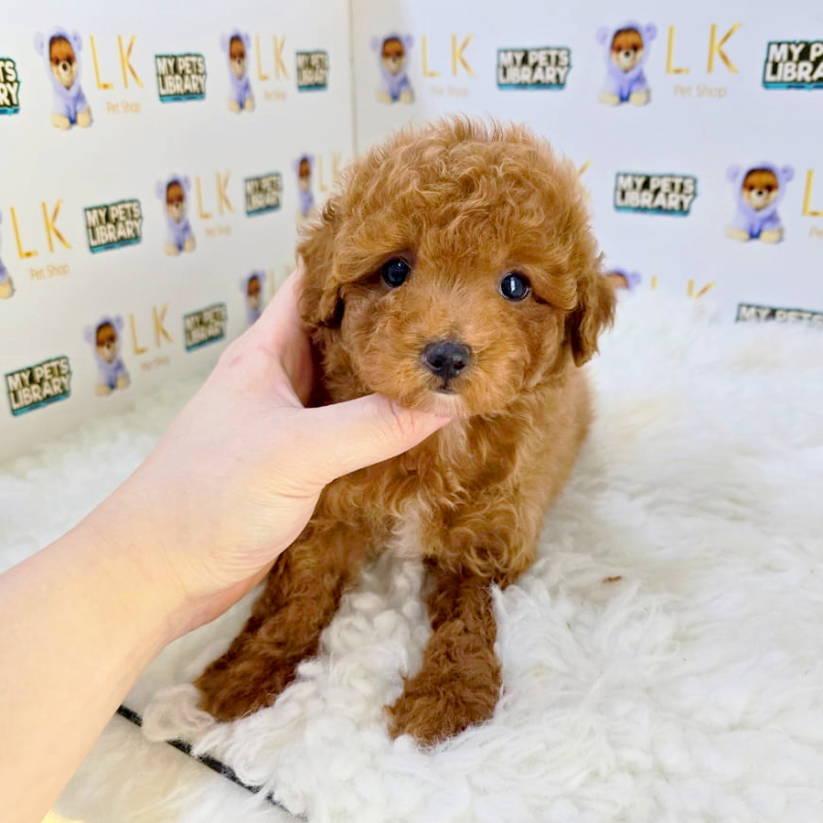 Maltipoo Puppy (Male) For Sale