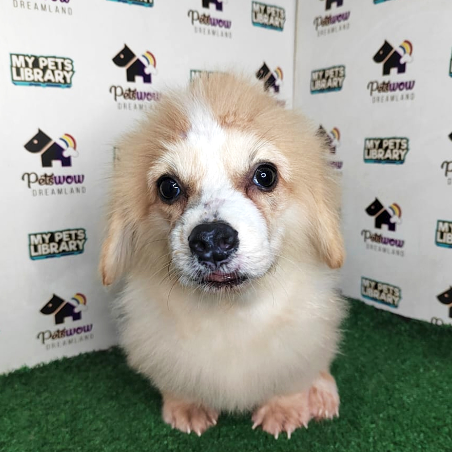 Pembroke Welsh Corgi Puppy (Male) For Sale