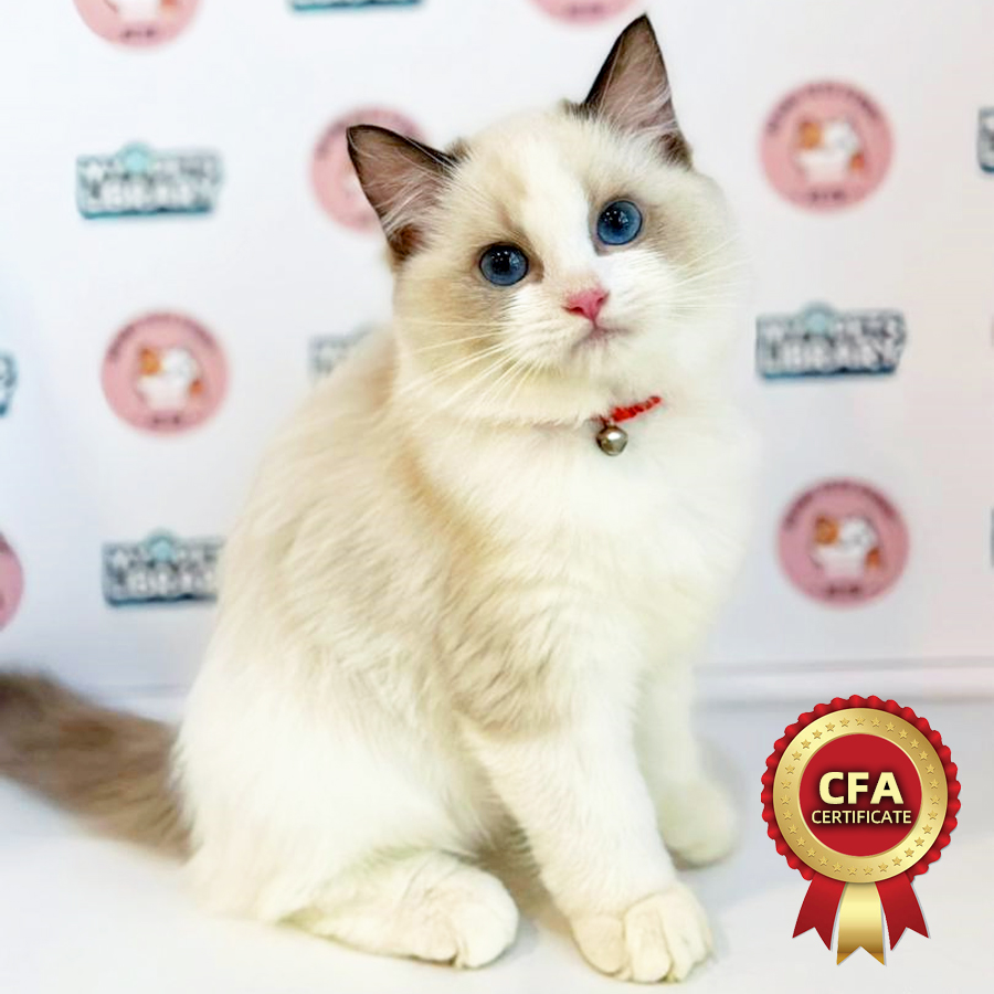 CFA Ragdoll Kitten (Female) For Sale