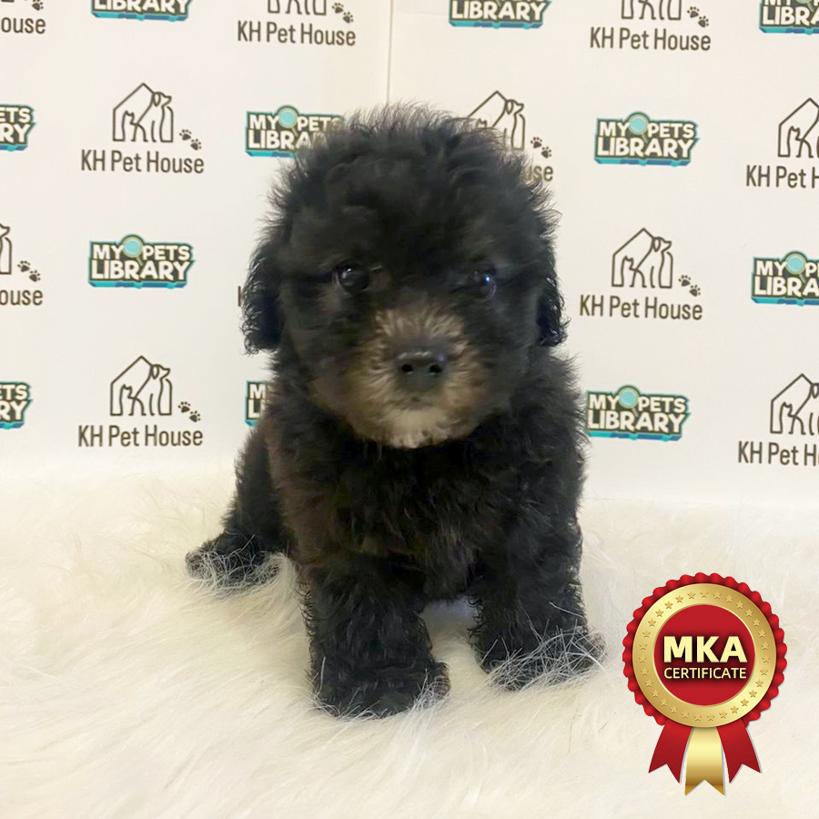 MKA Toy Poodle Puppy (Female) For Sale