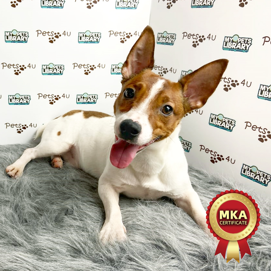 MKA Jack Russell Puppy (Male) For Sale