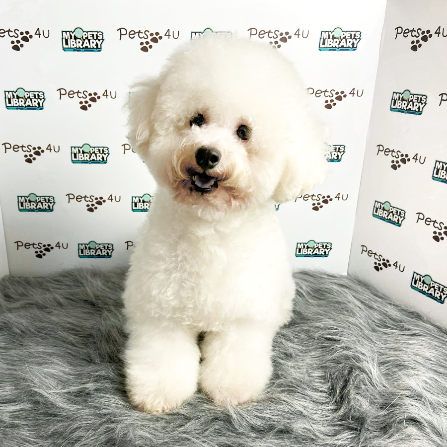 Toy Poodle Puppy (Male) For Sale