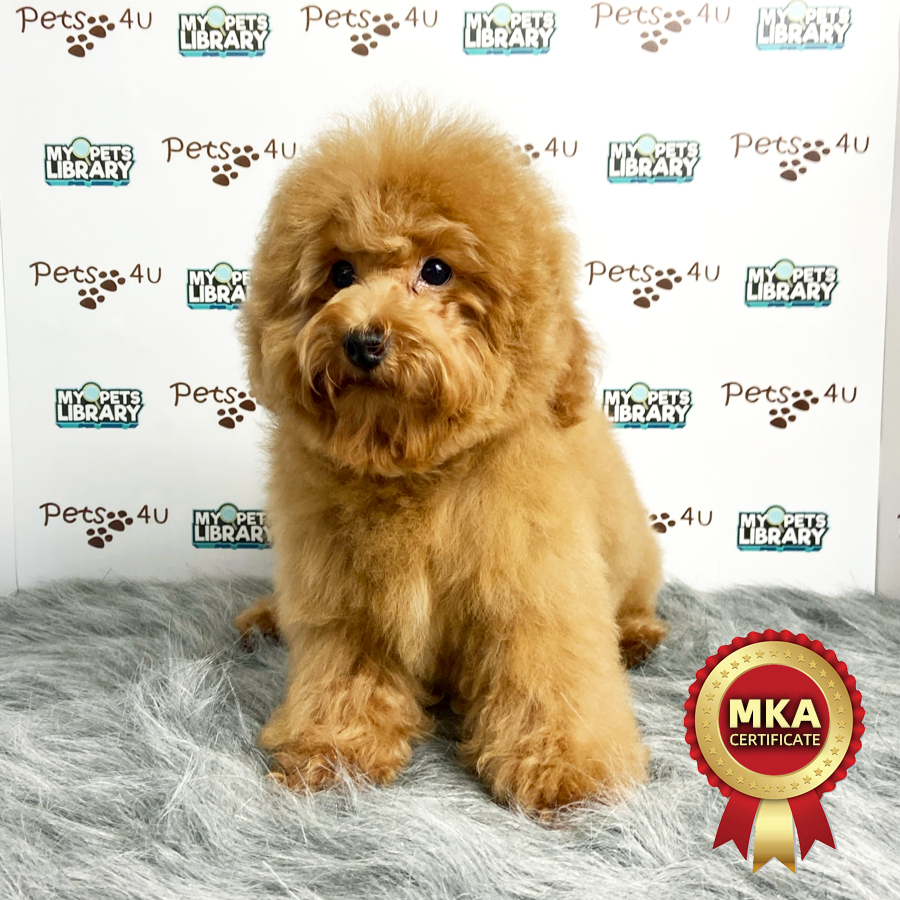 MKA Toy Poodle Puppy (Male) For Sale