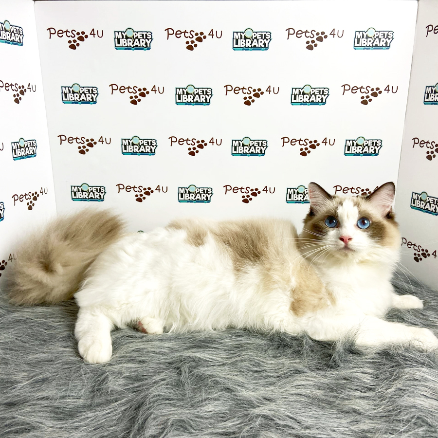 Ragdoll Kitten (Female) For Sale