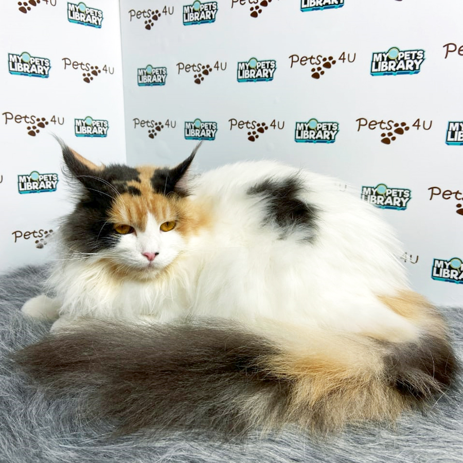 Maine Coon Kitten (Female) For Sale