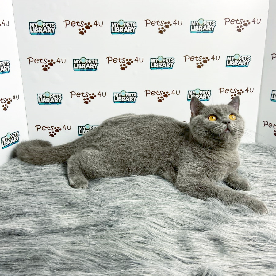 British Shorthair Kitten (Male) For Sale
