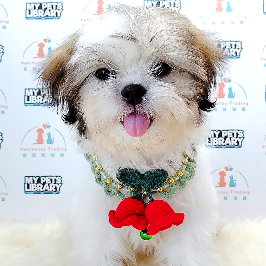 Shih Tzu Puppy (Male) For Sale
