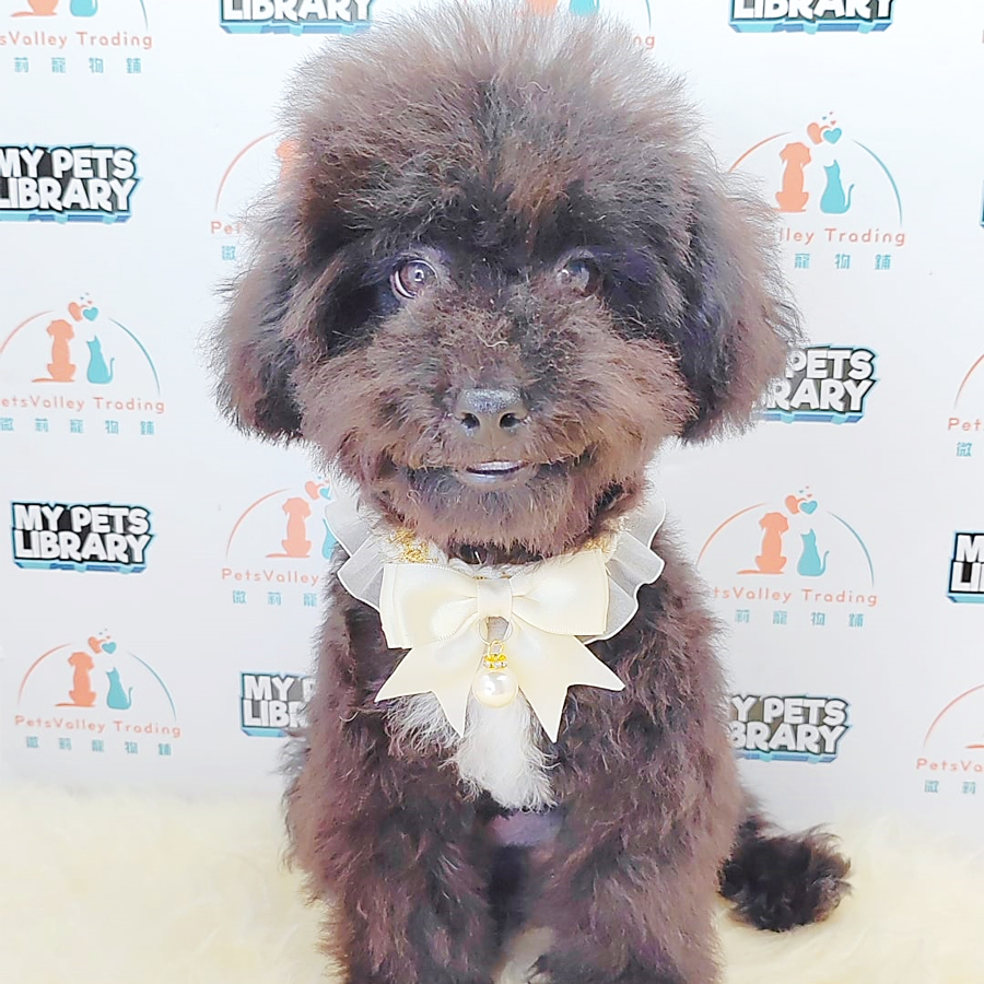Tiny Poodle Puppy (Male) For Sale