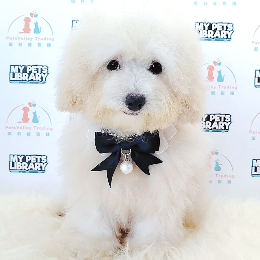 Tiny Poodle Puppy (Female) For Sale
