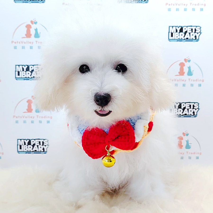 Tiny Poodle Puppy (Female) For Sale